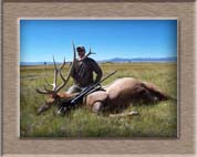 Elk Hunting Colorado