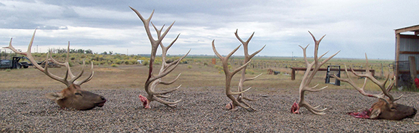 Colorado Elk Hunts