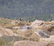 Elk Hunting Colorado